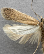 Chionodes whitmanella