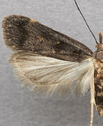 Dichomeris levisella