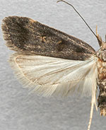 Dichomeris levisella