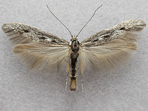 Scythris noricella
