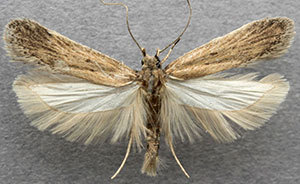 Chionodes whitmanella
