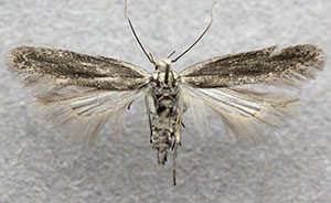 Aproaerema karvoneni