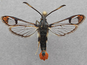 Synanthedon canadensis