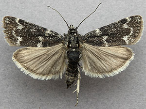 Catastia kistrandella