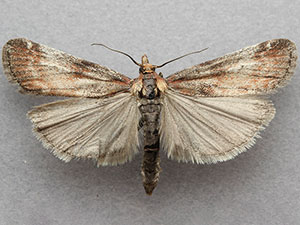 Philodema rhoiella