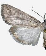 Catabena sagittata