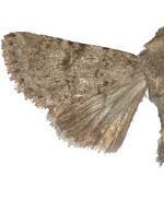 Scotogramma densa
