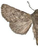 Scotogramma stretchii