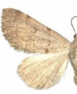 Hemeroplanis finitima