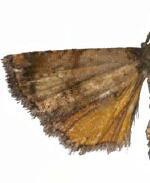 Cobubatha metaspilaris