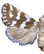 Neotarache deserticola
