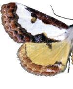 Eudryas brevipennis