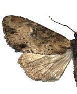 Apamea multicolor