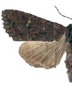 Apamea castanea