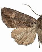 Aseptis paviae