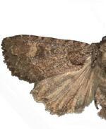 Aseptis pausis