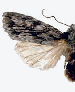 Lithophane nasar