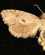 Acrolophus kearfotti