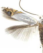 Leucoptera coffeella