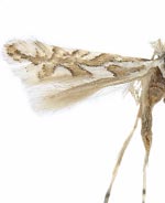 Phyllonorycter insignis