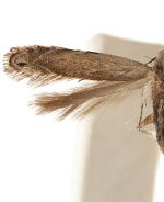 Leucogoniella subsimella