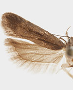 Aroga trilineella
