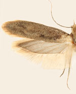 Ypsolopha oliviella