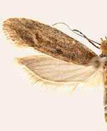 Ypsolopha oliviella