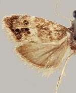 Neocaloreas japygia