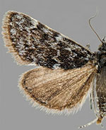 Orenaia coloradalis