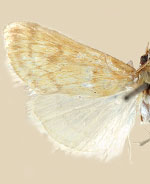 Hahncappsia cochisensis