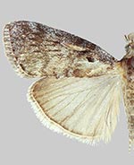 Pococera arizonella