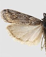 Eumysia idahoensis