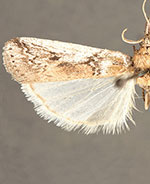 Alberada bidentella