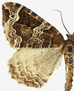 Eulithis prunata