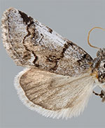 Gloanna grisescens
