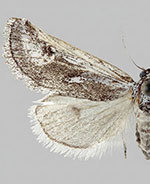 Gloanna hecate