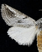 Policocnemis ungulatus