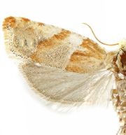 Eucosma fulvofasciata