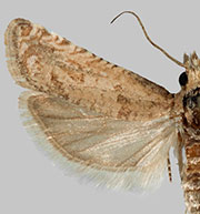 Pelochrista ainsliei