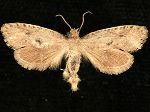Acrolophus kearfotti