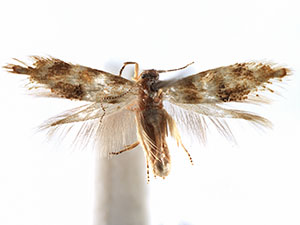 Bucculatrix zophopasta