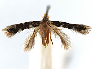 Bucculatrix callistricha