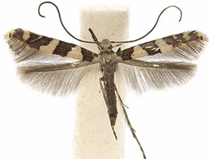 Telamoptilia hibiscivora
