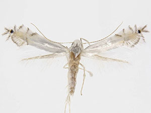Phyllocnistis occidentalis
