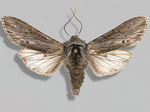Cucullia comstocki