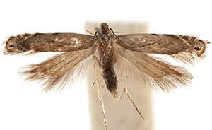 Leucogoniella subsimella