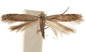 Leucogoniella subsimella