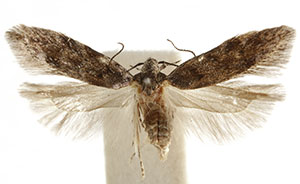 Pseudotelphusa incana