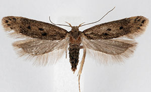 Bryotropha gemella